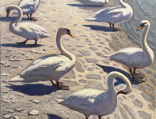 Swans of Vevey