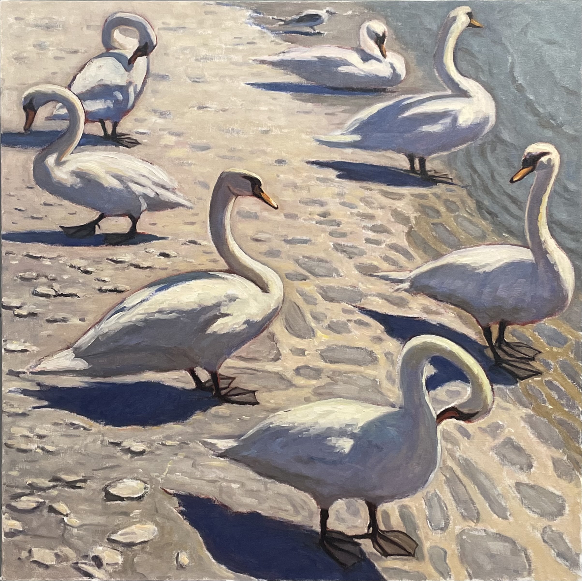 Swans of Vevey